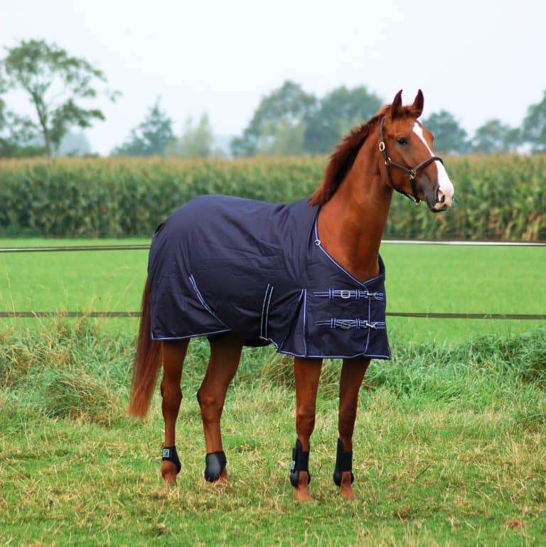 Paardendekens