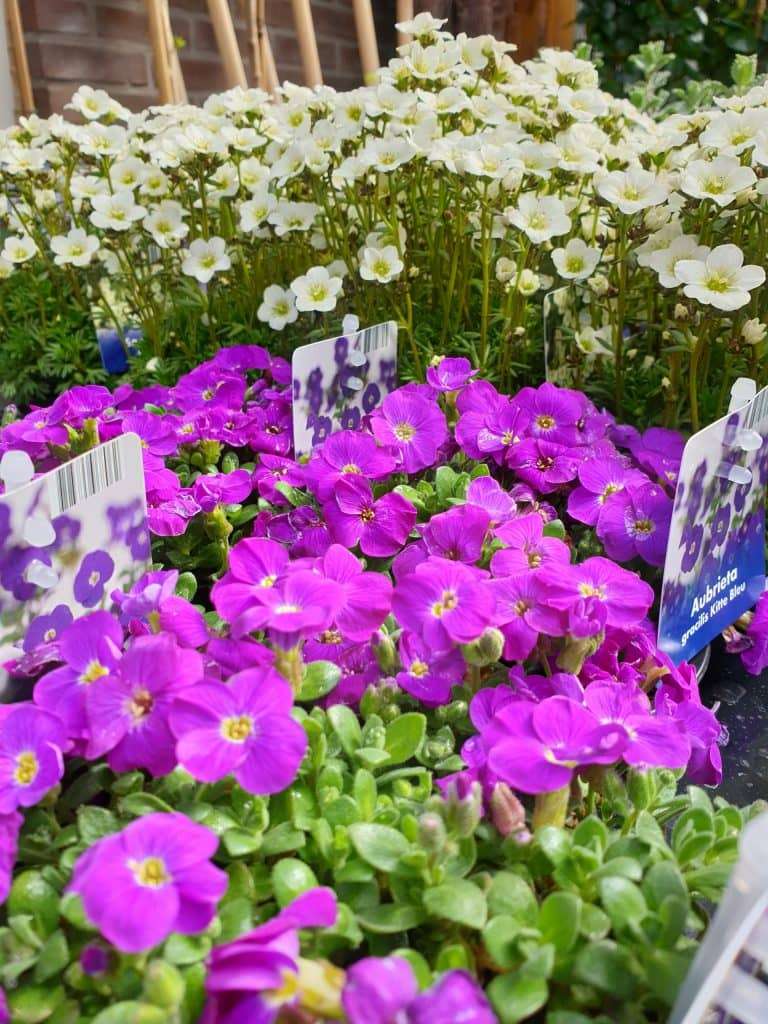 Planten