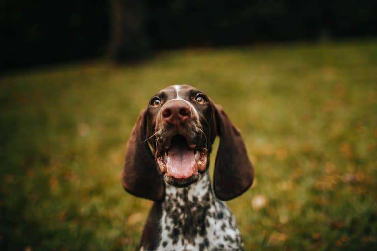 Hond