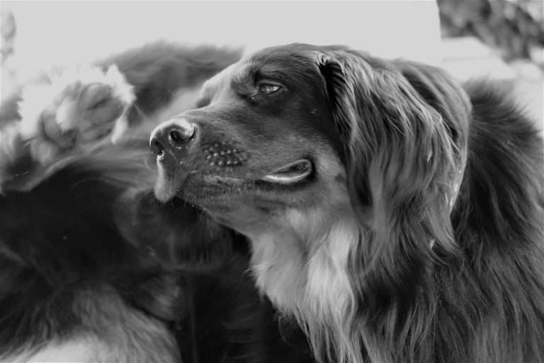 Vlooien, Teken & Ontworming
