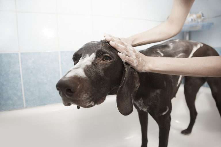 Shampoo