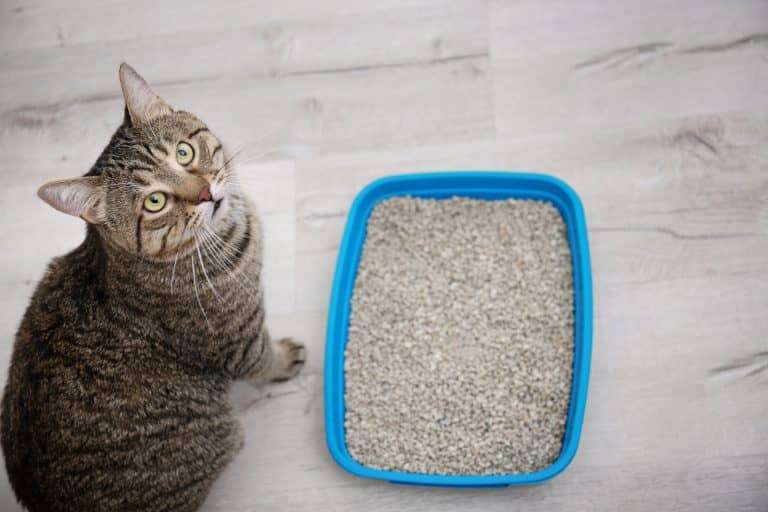 Kattenbakgrit