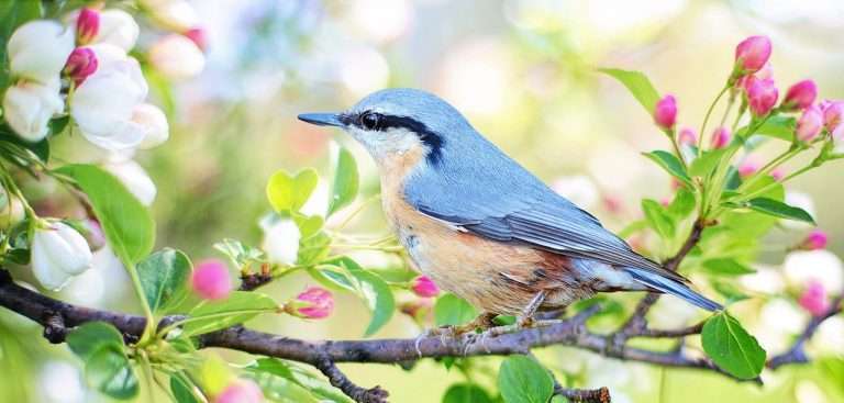 Buitenvogel