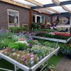 Perkplanten, Vaste Planten, Hanging Baskets e.d. - Afbeelding 2