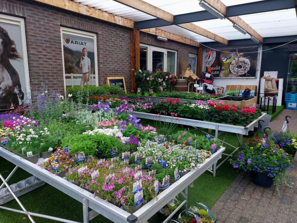 Perkplanten, Vaste Planten, Hanging Baskets e.d. - Afbeelding 2