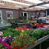 Perkplanten, Vaste Planten, Hanging Baskets e.d.