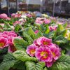 Perkplanten, Vaste Planten, Hanging Baskets e.d. - Afbeelding 3