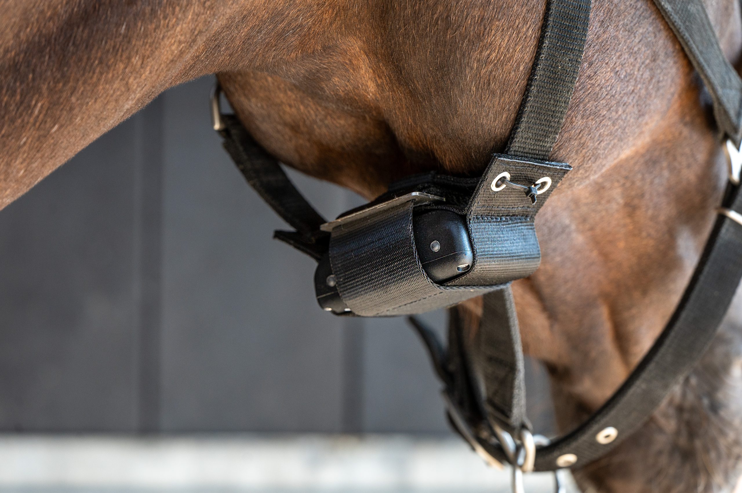 Birth Alarm Lite 2.0 bevestigd aan halster van drachtige merrie tijdens veulenseizoen