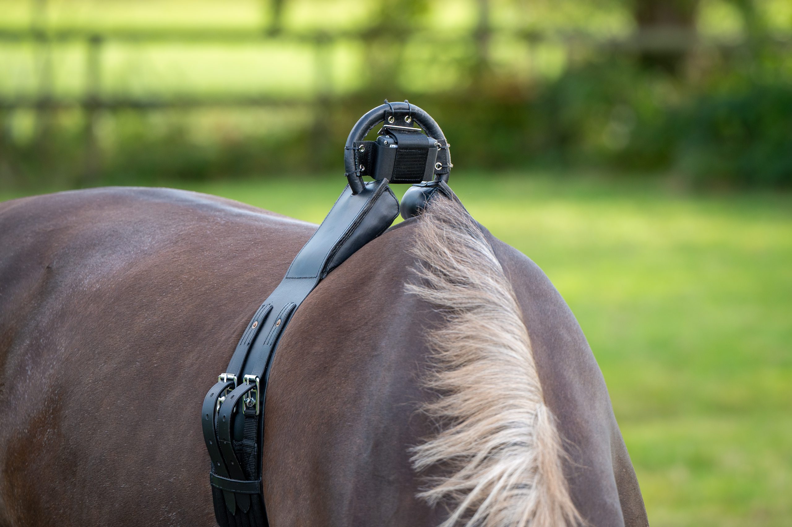 Birth Alarm Lite 2.0 bevestigd met singel op merrie voor veulenbewaking