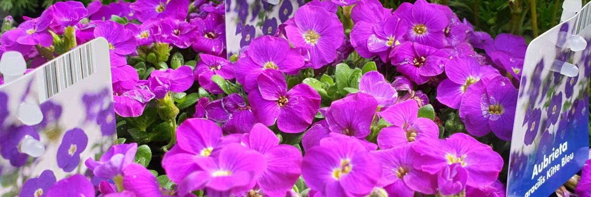 bloemen