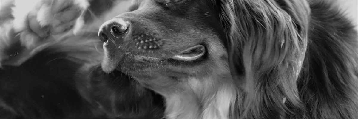 hond jeuk