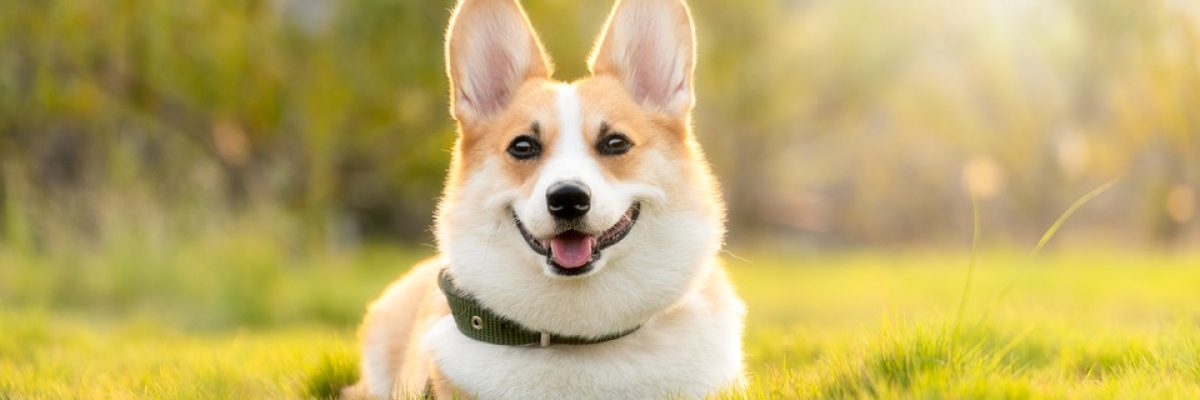 hond