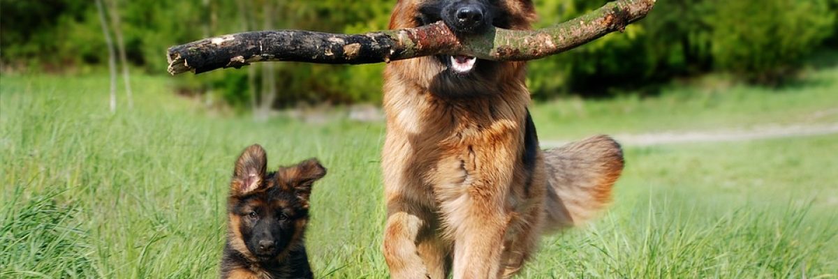 hond1
