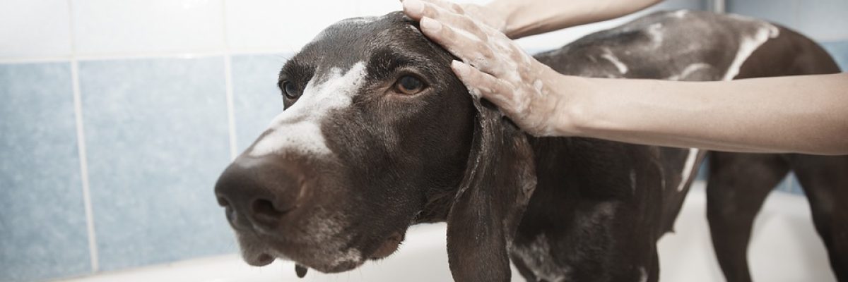 honden shampoo