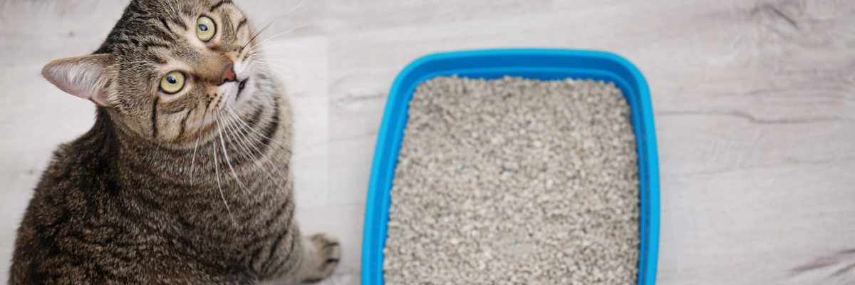 Adorable cat near litter tray indoors. Pet care