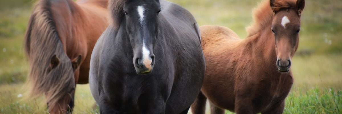 paard
