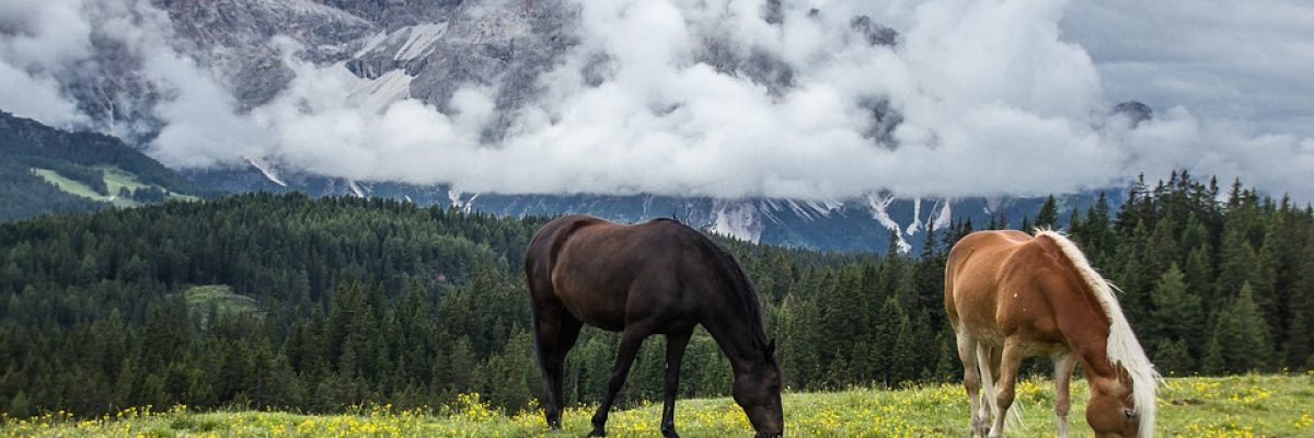 paard