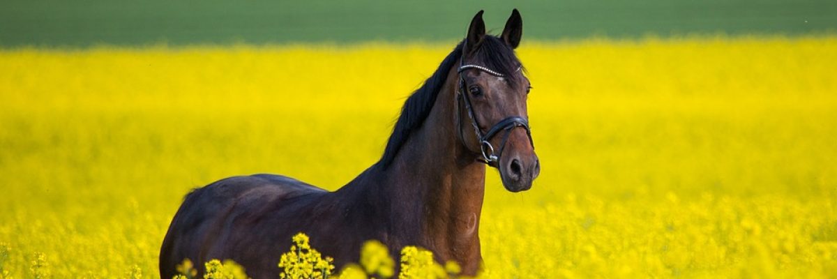 paard