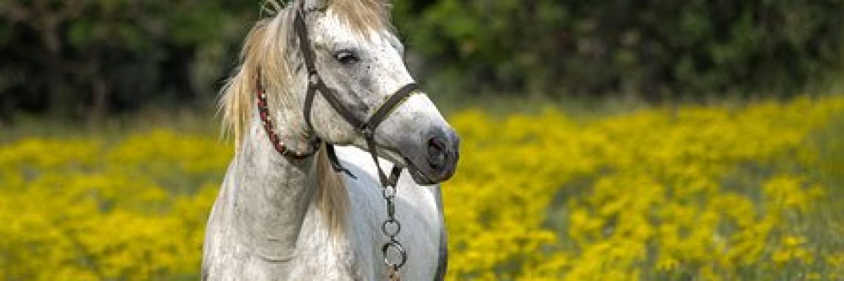 paard
