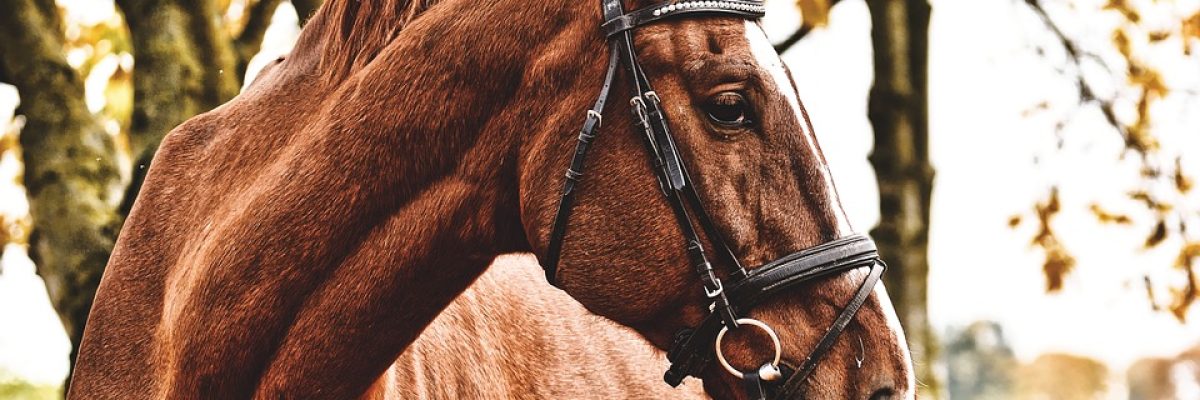 paard1