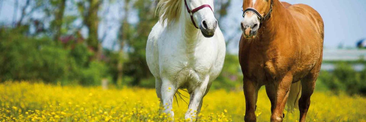 paarden-voer-2