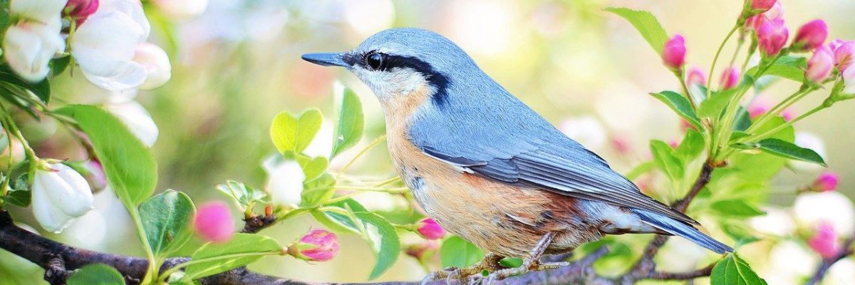 spring-bird-2295431_1280