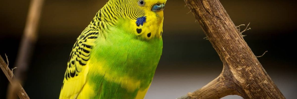 tropische-vogels