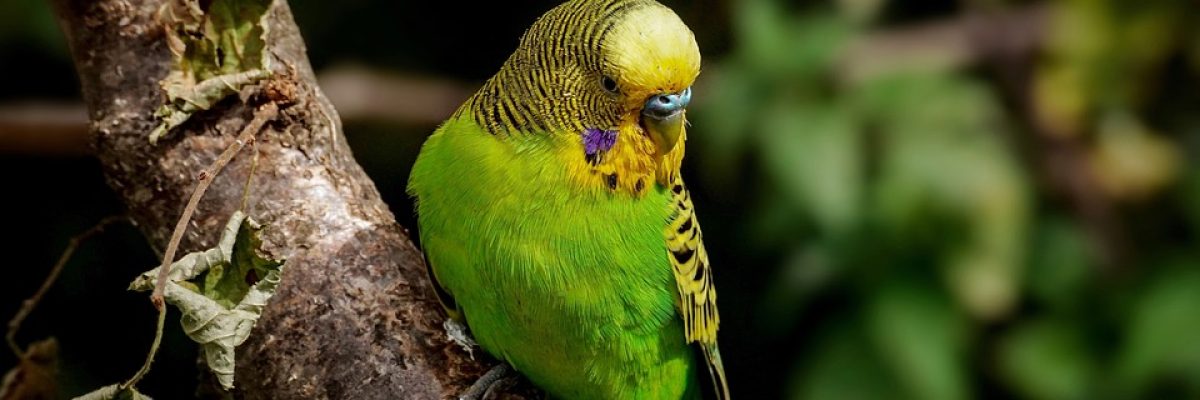 vogel
