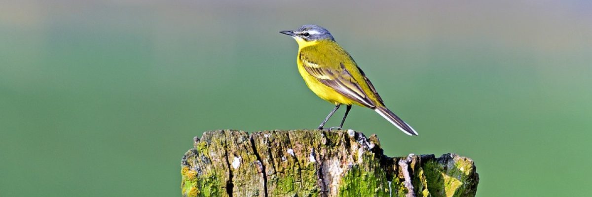 vogel voer